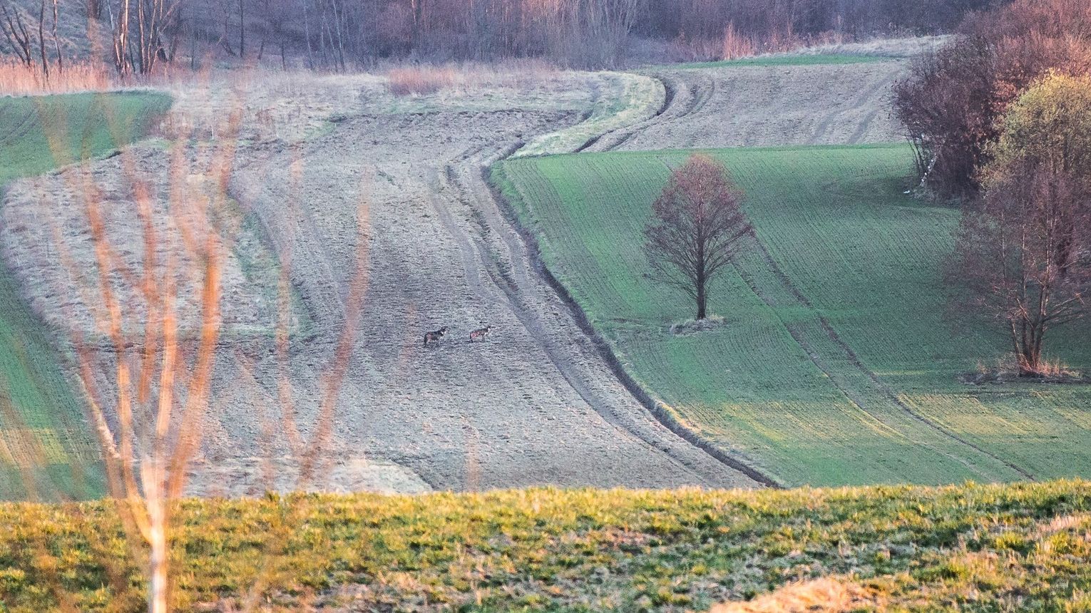 Para wilków błąka się w okolicy rezerwatu Łąki w Komborni