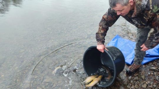 150 kilogramów pstrąga potokowego trafiło do Zbiornika Myczkowieckiego