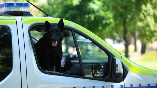 34 policyjne psy w podkarpackiej Policji. Jak Ci funkcjonariusze wspierają tropienie i poszukiwania?