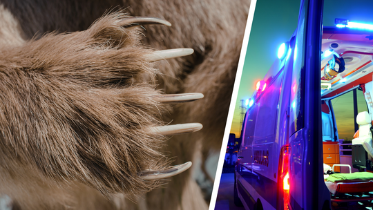 Atak niedźwiedzia w Bieszczadach. 53-latek ranny, trafił do szpitala