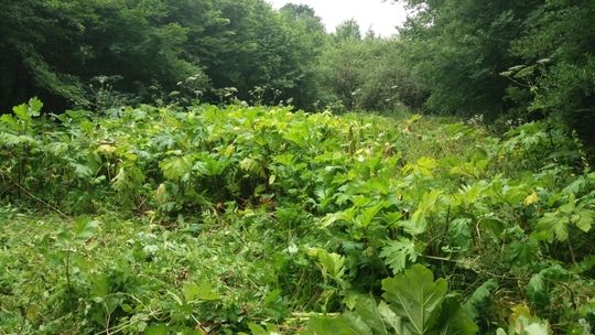 Barszcz Sosnowskiego znów groźny. Akcja usuwania rośliny w gminie Chorkówka