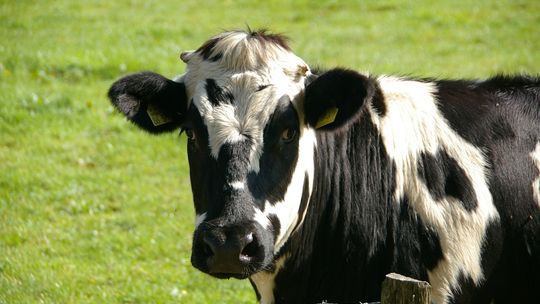 BARWINEK: Stado krów zablokowało drogę krajową