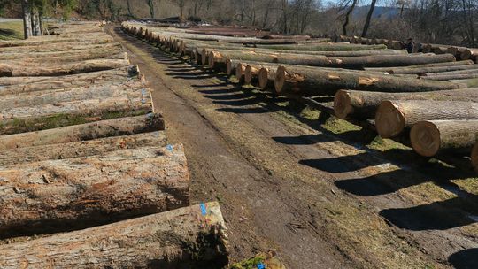 Bez rekordów na submisji. Najlepiej sprzedała się dębina