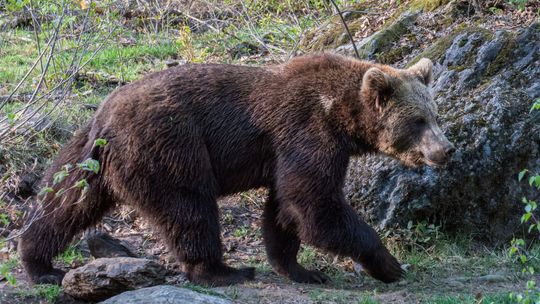 ? Bieszczady. Atak niedźwiedzia na leśniczego!