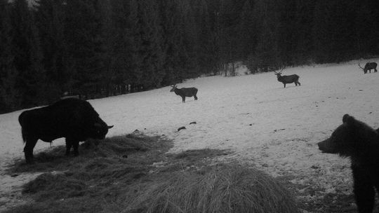 BIESZCZADY: Hierarchia przy jedzeniu. Niedźwiedź spaceruje drogą