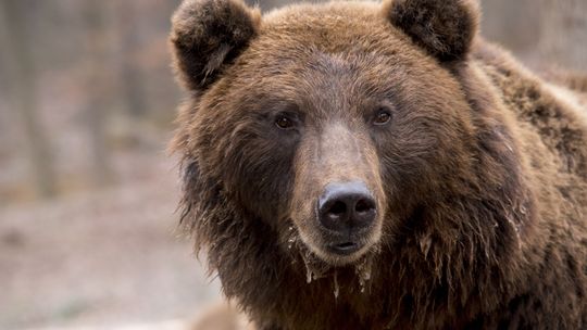 Bieszczady. Niedźwiedź zaatakował 46-letnią kobietę