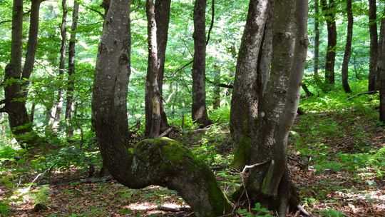 Bieszczadzkie lasy bukowe wpisane na listę Światowego Dziedzictwa Przyrodniczego UNESCO