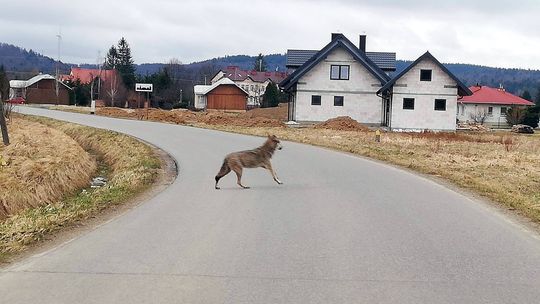 BÓBRKA: Samotny wilk spotkany blisko domostw