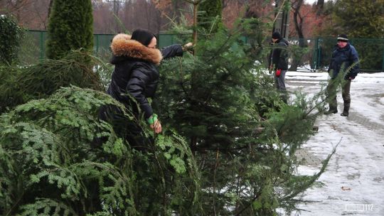 Choinka prosto z lasu. Nadleśnictwa przygotowują się do sprzedaży jodeł i świerków Choinka prosto z lasu. Nadleśnictwa przygotowują się do sprzedaży jodeł i świerków