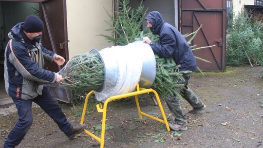 Choinkę prosto z lasu można już kupić m.in. w Nadleśnictwach Rymanów i Dukla