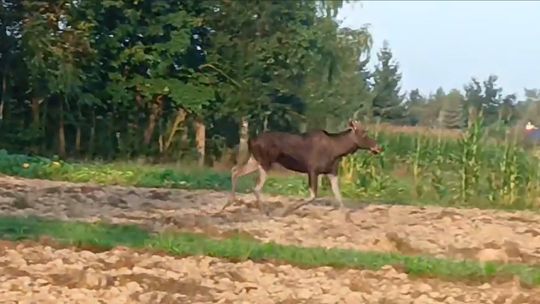 Coraz więcej łosi na Podkarpaciu. Nierzadko pojawiają się nawet w centrach miast