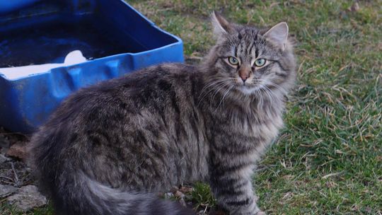 Cztery buraski pilnie potrzebują pomocy. Fundacja apeluje o domy tymczasowe i stałe