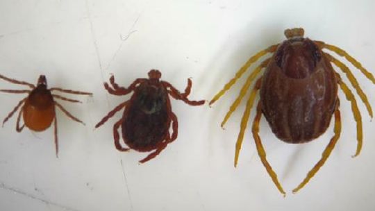 Cztery razy większy i groźny. Szukają w Polsce „Monster ticks”, afrykańskiego kleszcza