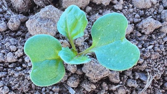 Czym jesienią dokarmiać rzepak?