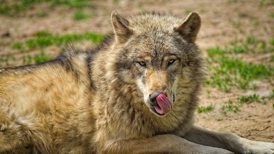 ? Dwa wilki odstrzelone w okolicach Brzozowa. Teraz będą poddane badaniom