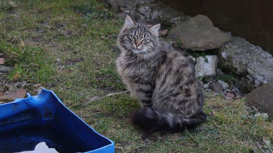Fundacja Pasjonauci tłumaczy, dlaczego kot niewychodzący to bezpieczniejszy kot Fundacja Pasjonauci tłumaczy, dlaczego kot niewychodzący to bezpieczniejszy kot