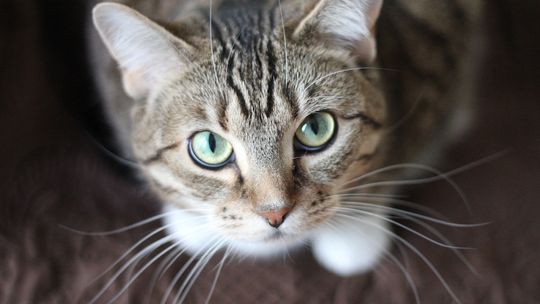 Fundacja Pasjonauci uruchomiła zbiórkę "Żeby kot dobre życie MIAU"
