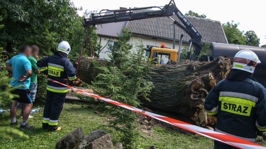 Głębokie: Potężny dąb przewrócił się koło kościoła