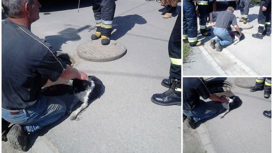 Głowienka: Strażacy wyciągnęli psa ze studzienki