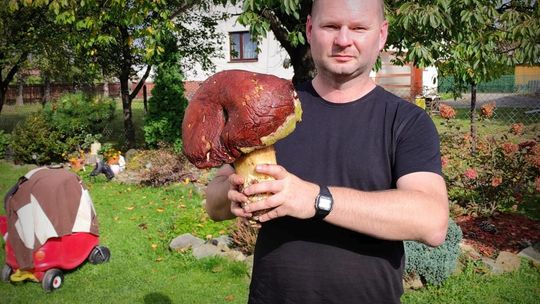 Grzyby giganty w podkrośnieńskich lasach