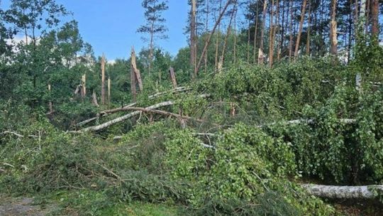 Podkarpacie. Huragan zniszczył doszczętnie około 30 hektarów lasu