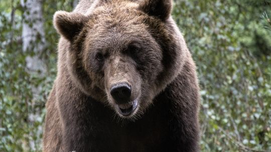 Idziesz na Cergową? Uważaj! W jej pobliżu widziany był niedźwiedź