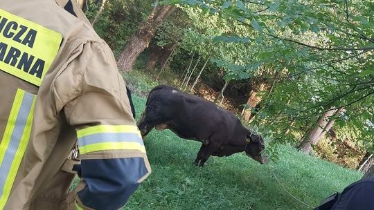 Iskrzynia: Nietypowa akcja strażaków. Wyciągnęli krowę z rzeki