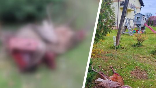 Iwla. Martwy jeleń znaleziony pomiędzy domami: "Wygląda na atak wilków"
