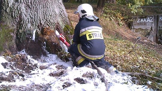 Iwonicz: Ktoś podpalił zabytkowe drzewo