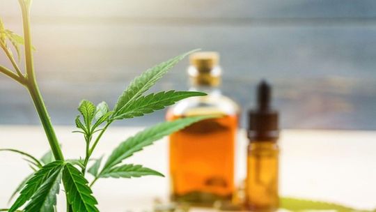 Jak powstaje dobry olejek konopny? Droga od uprawy do butelki
