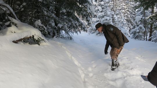 Jak tropić rysie? Uczyli się tego leśnicy z terenu RDLP w Krośnie