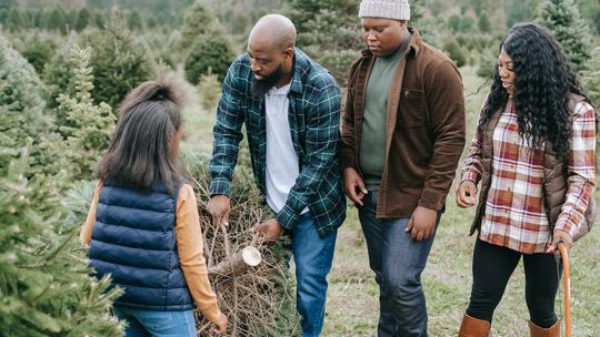 Jak wybrać idealną choinkę na pniu do swojego domu? Jak wybrać idealną choinkę na pniu do swojego domu?