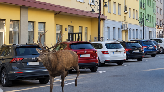 Jeleń biegał po centrum Krosna. Uszkodził samochód