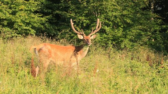 Jelenie wycierają poroża. Widok może niepokoić, ale jest całkowicie naturalny
