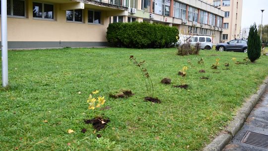 Klon pospolity, klon jawor i surmia będą rosły przy budynku starostwa w Krośnie