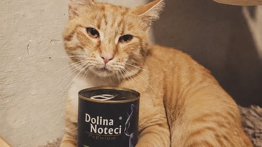 Kociarnia OTOZ Animals Krosno apeluje o pomoc. Brakuje mokrej karmy