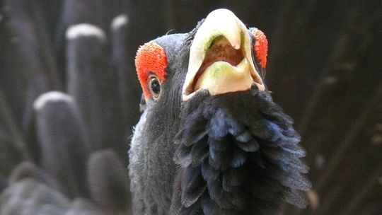 Kolejna oznaka nadchodzącej wiosny. „Śpiewają” o niej głuszce [POSŁUCHAJ]