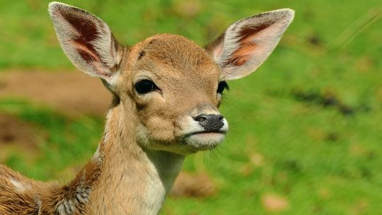 Kolejne zdarzenie samochodu z sarną. Zwierzę nie przeżyło