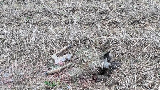 Kolejny atak wilków na dziką zwierzynę w pobliżu domostw w okolicy Moderówki i Chrząstówki