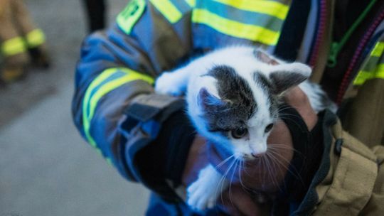 Kolejny raz strażacy pomogli bezbronnemu zwierzęciu