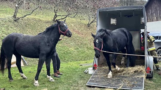 Koń przewrócił się w przyczepie. Z pomocą ruszyli strażacy