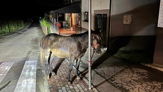 Koń uciekł z zagrody i biegał po Krościenku Wyżnym