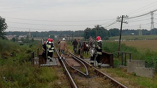 Koń utknął na wiadukcie kolejowym. Ruch pociągów wstrzymany