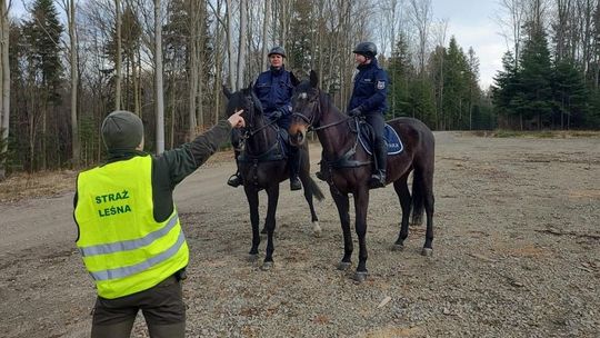 Konne patrole policji i straży leśnej prowadziły akcję w lasach