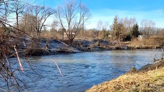 Kormorany niespodziewanie pojawiły się w Krośnie! Wiele gatunków ryb zagrożonych jest wyginięciem