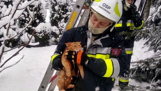 Kot nie potrafił sam zejść ze słupa. Ściągnęli go strażacy