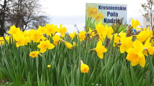 Krośnieńskie Pola Nadziei. Kwesta odbędzie się w niedzielę 2 kwietnia