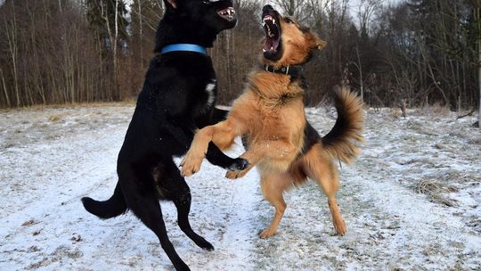 KROSNO: Agresywne psy zaatakowały dwóch mężczyzn