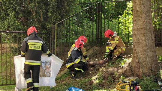 Krosno. Jelonek w ogrodzeniu obok szkoły muzycznej