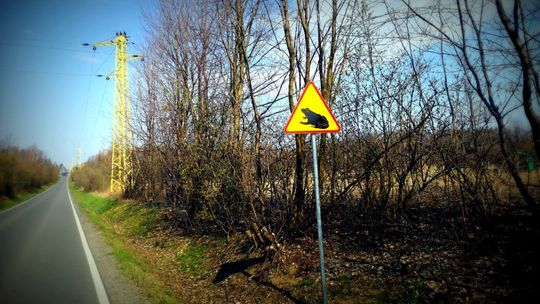 KROSNO: Kierowco! Uważaj na żaby! Nowe znaki ostrzegawcze na ulicach